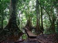 Okomu National Park