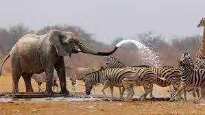 Yankari Game Reserve