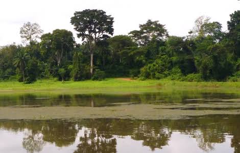 IITA Forest