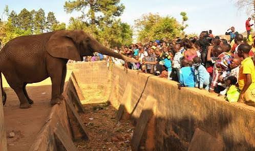 Jos Wildlife