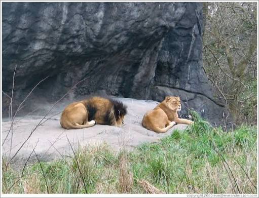 Jos Wildlife