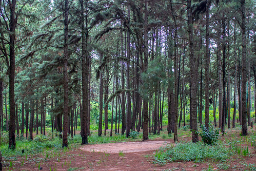 Ngwo Pine Forest