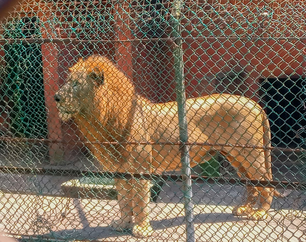 Ogba Zoo