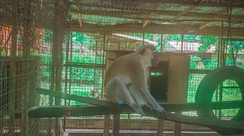Ogba Zoo