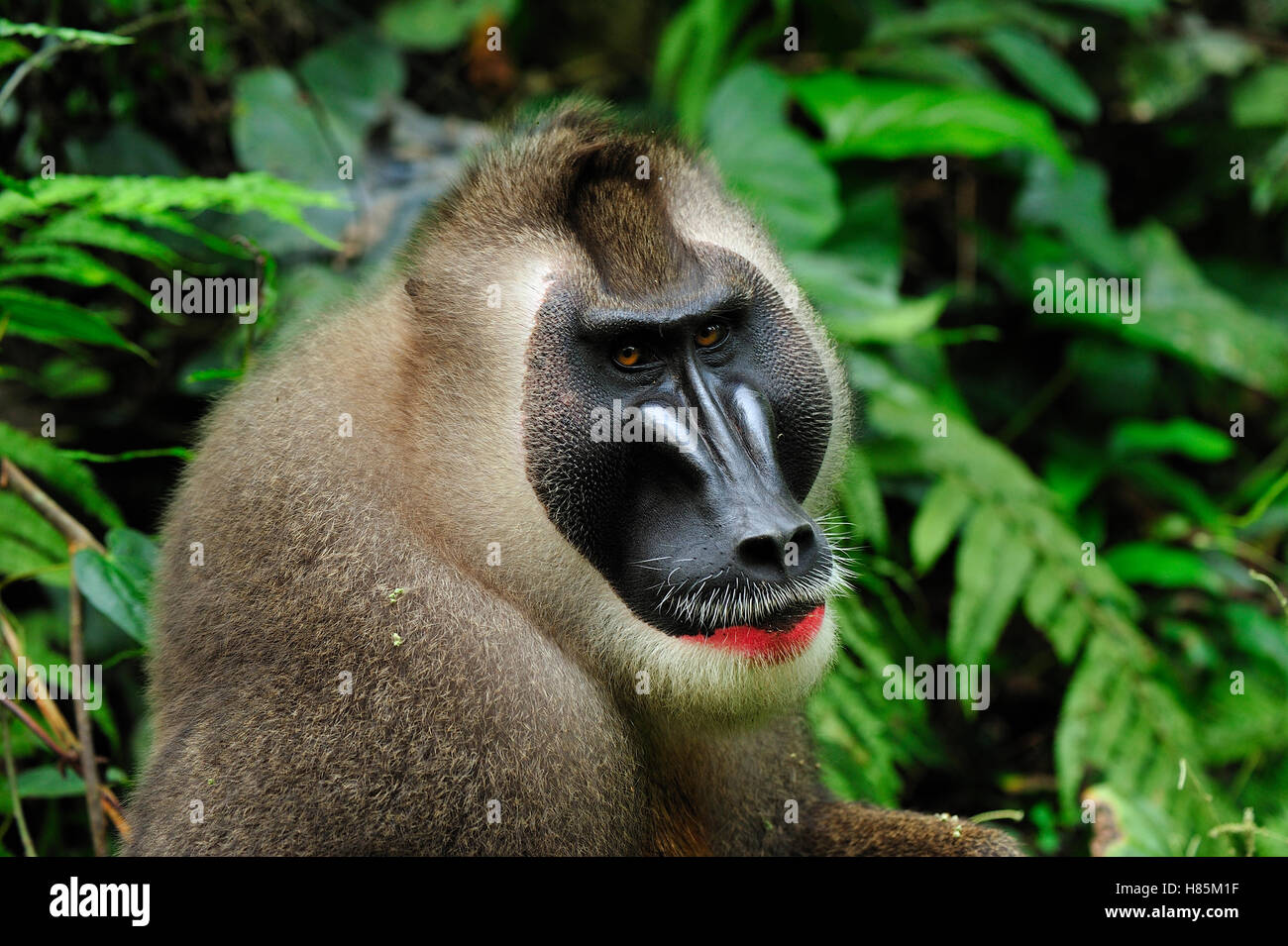 Afi Mountain Wildlife Sanctuary