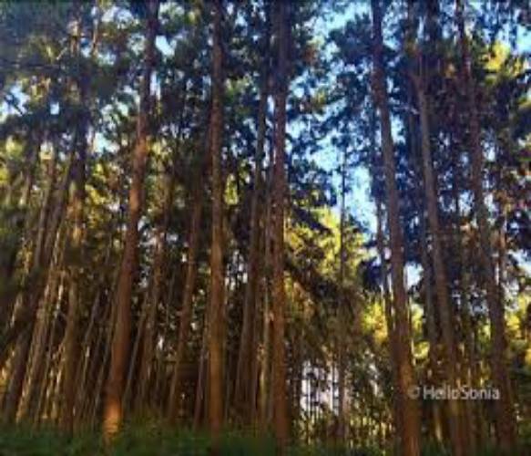 Ngwo Pine Forest