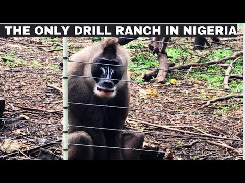 Drill Ranch Calabar