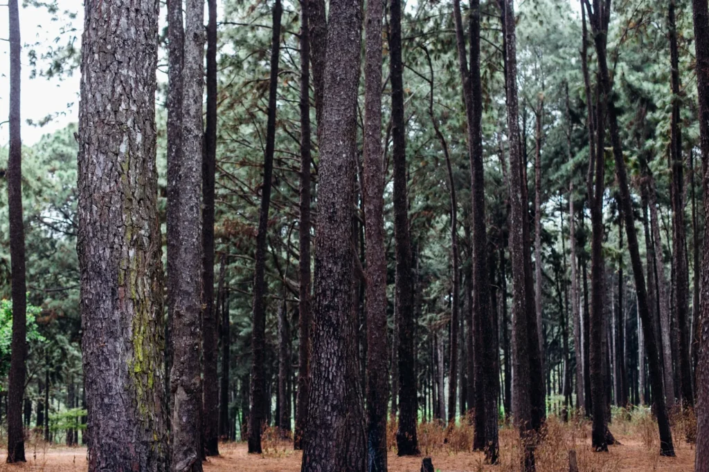 ngwo pine forest
